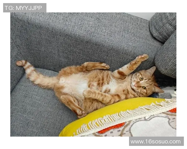 足球明星与爱猫情缘揭秘哪些球星是猫咪的忠实粉丝